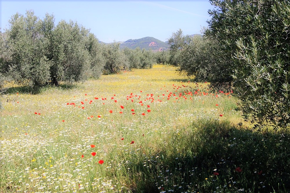 oleai aceite ecologico